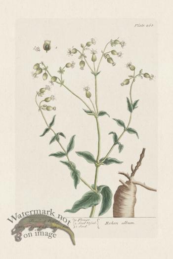 BEE 268 Spatling Poppy